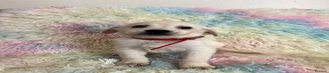 Goldador Puppy 7