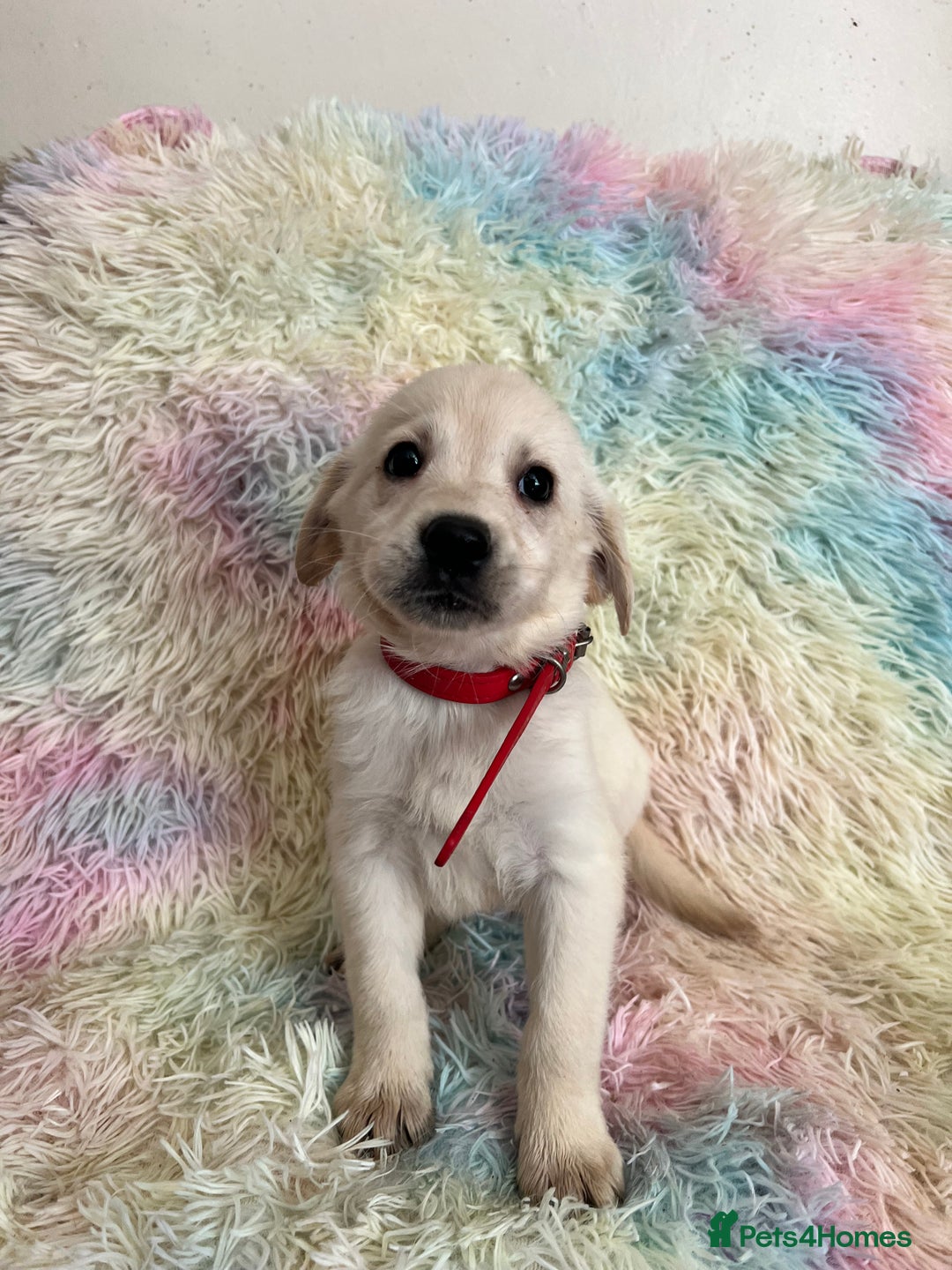 Goldador dogs for sale: Stunning litter of Goldador Puppies  - Image 24