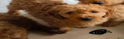 Mini Goldendoodle dogs for sale: Adorable Goldendoodles Looking for a Loving Family - Advert 4
