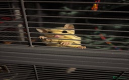 Sugar Glider rodents for sale: Twin sugar gliders - Image 1