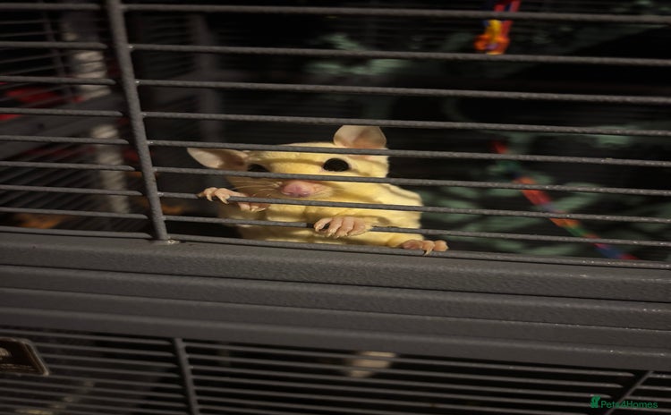 Sugar Glider rodents - Advert 12