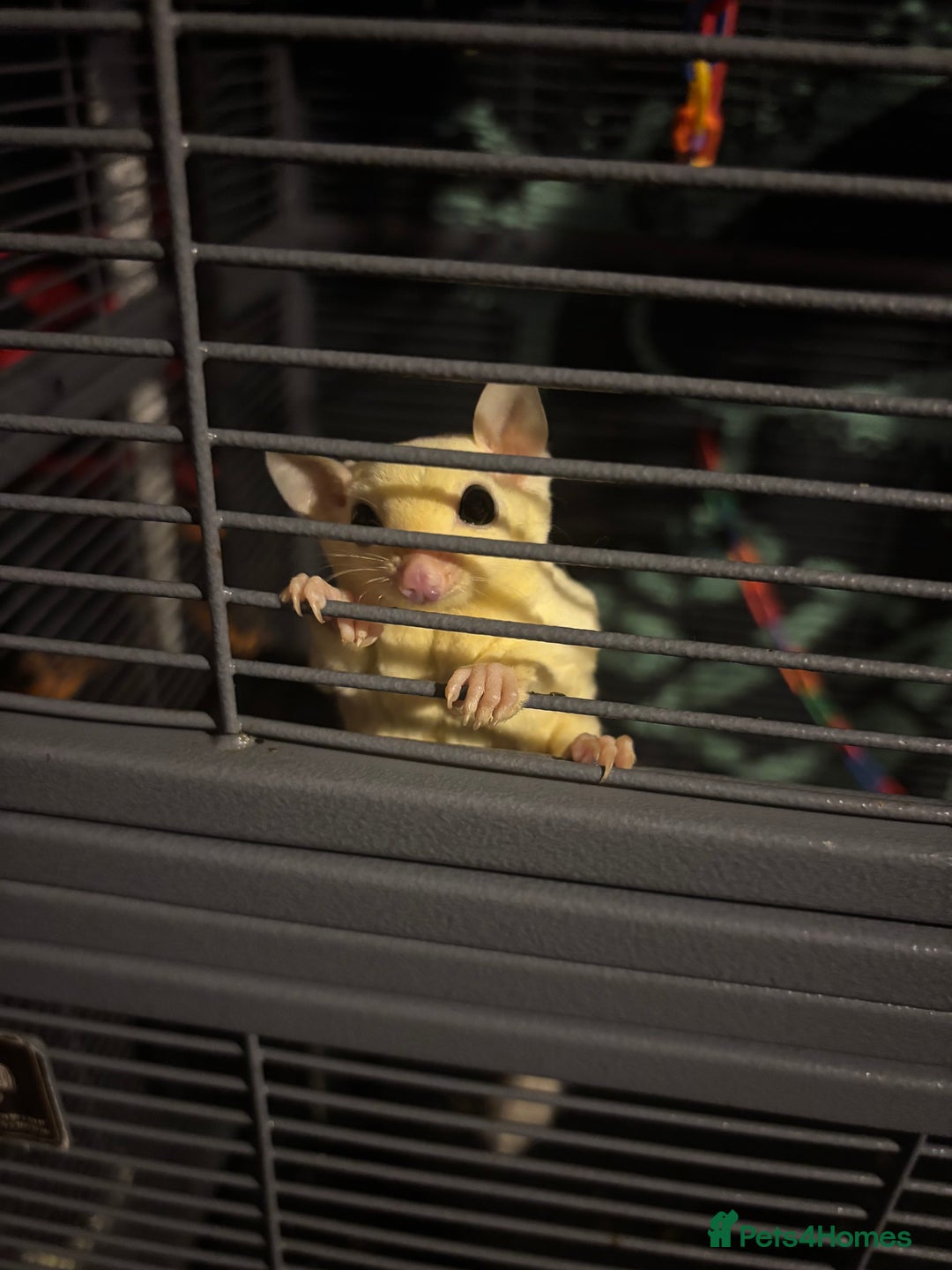 Sugar Glider rodents for sale: Twin sugar gliders - Image 1