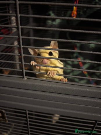 Sugar Glider rodents - Advert 2