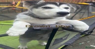 Siberian Husky dogs - Advert 16