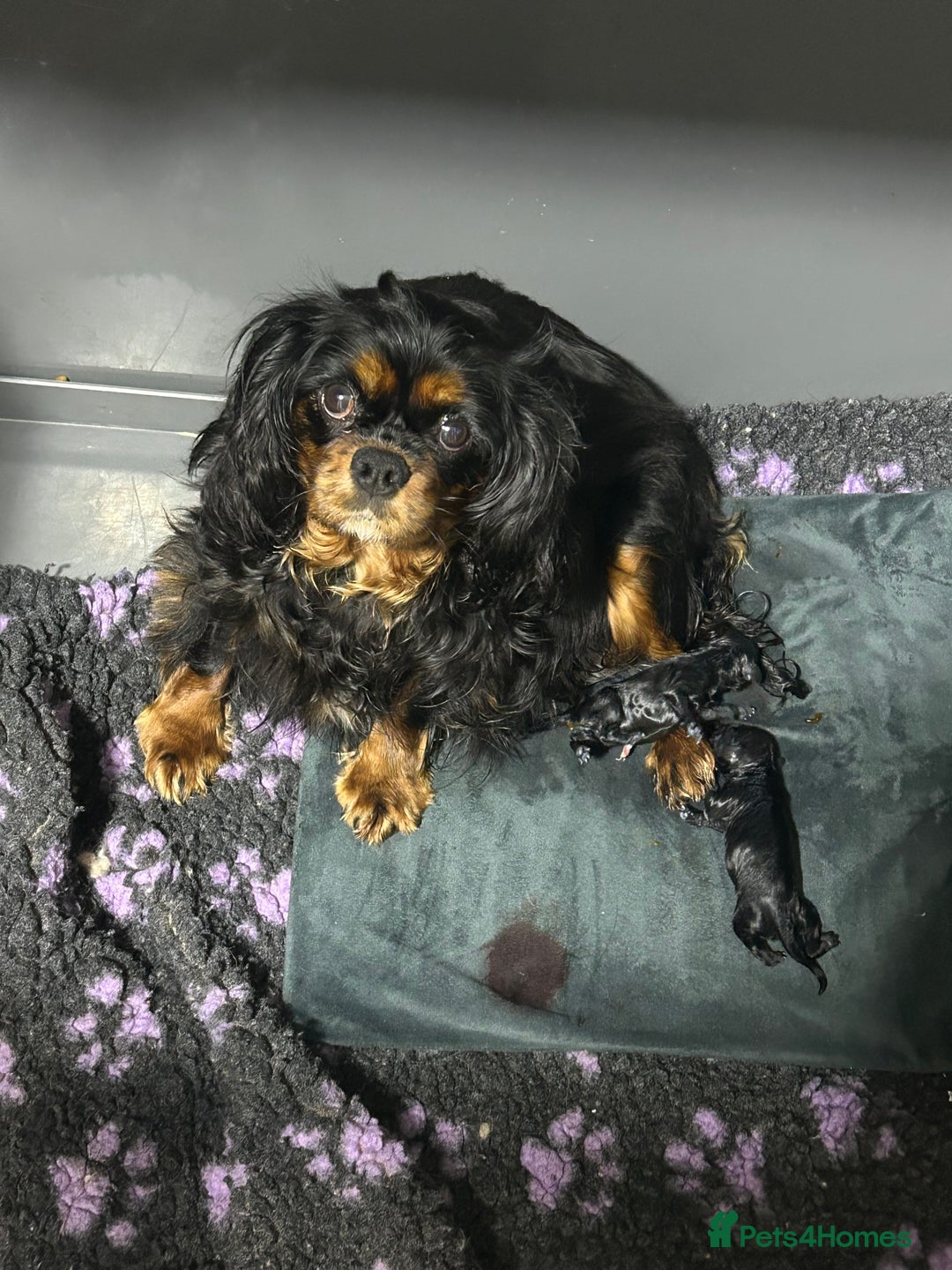 Cavapoo dogs for sale: F1 Cavapoo puppies 🐶  - Advert 2