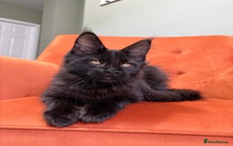 Maine Coon cats for sale: ✨Maine Coon Kittens Available - Champion Pedigree✨ - Image 18