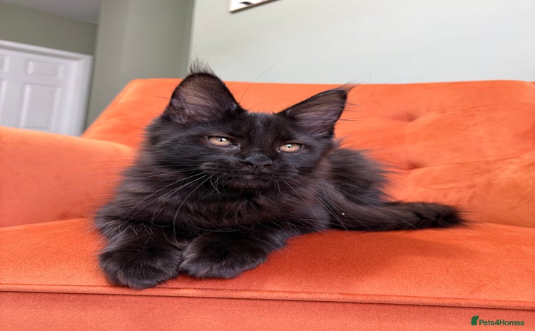 Maine Coon cats - Advert 6
