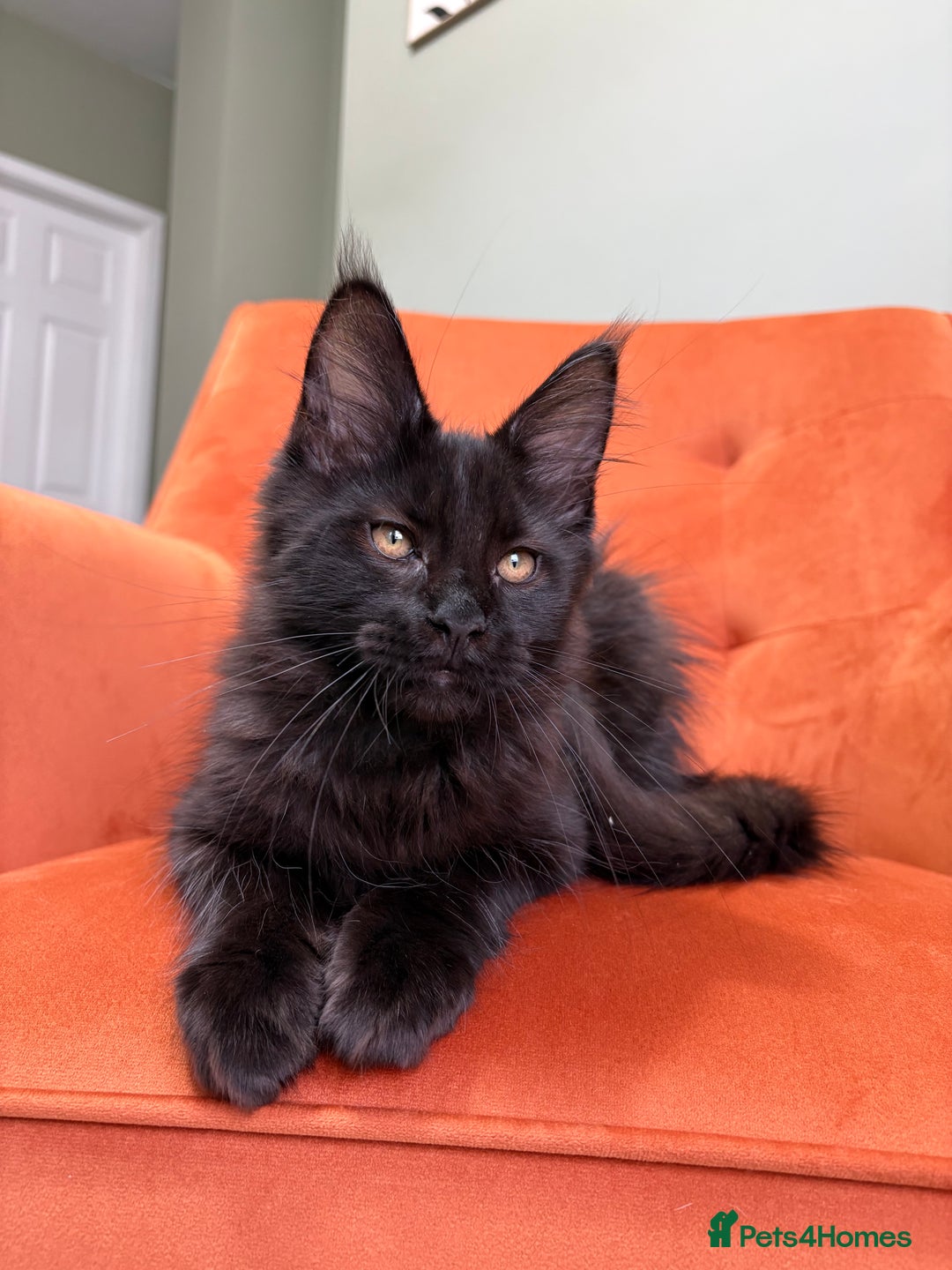 Maine Coon cats for sale: ✨Maine Coon Kittens Available - Champion Pedigree✨ - Image 18