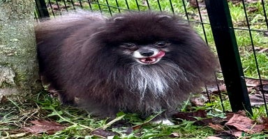 Pomeranian dogs Tommy: The Little Dog Who Escaped Hell - Advert 14