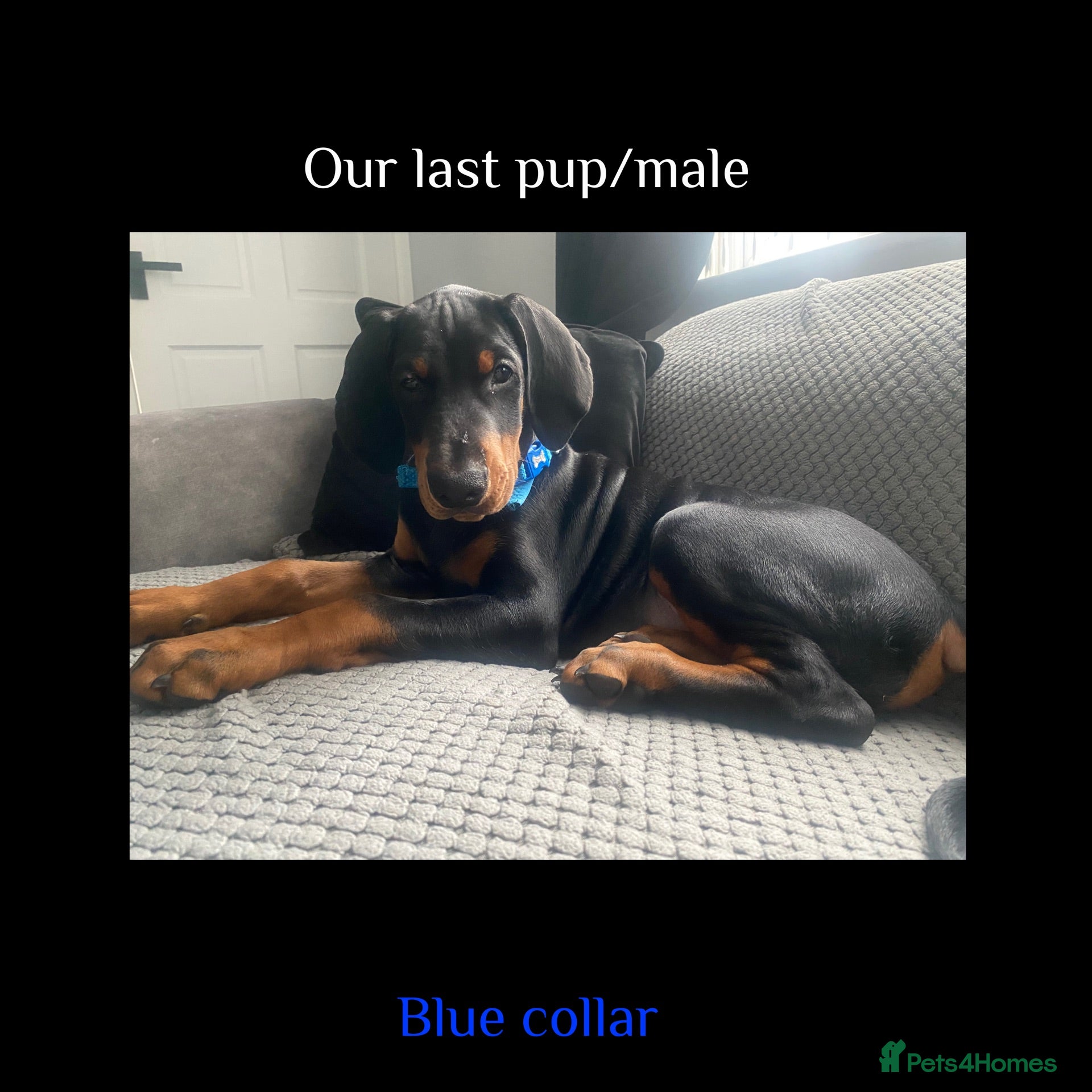 Dobermann dogs LAST KC REGISTERED - DOBERMAN PUPPY  - Advert 5