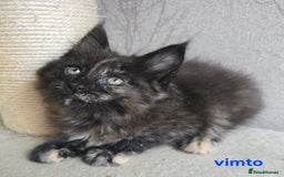 Maine Coon cats for sale: Maine Coon Kittens Tortie/Torbie Russian lines - Image 33