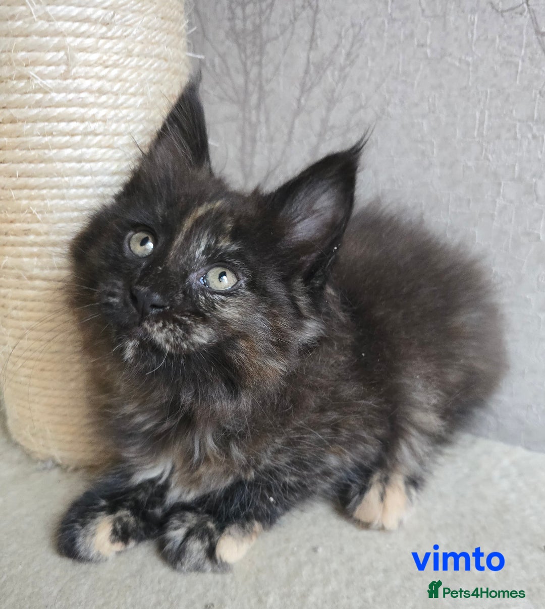Maine Coon cats for sale: Maine Coon Kittens Tortie/Torbie Russian lines - Image 33