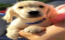 Golden Retriever dogs for sale: READY NOW Stunning Golden Retriever PUPPIES-3 LEFT - Image 24