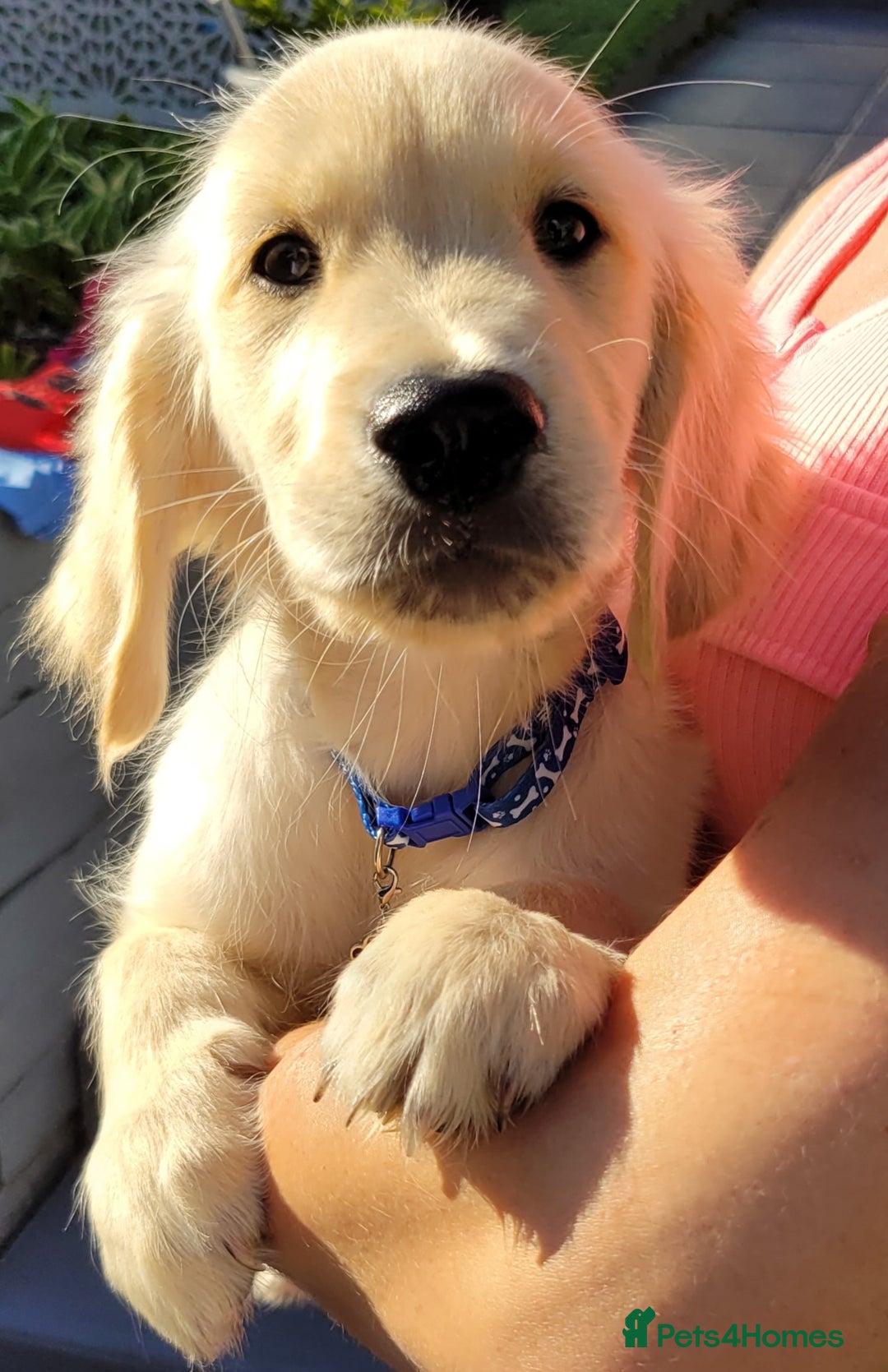 Golden Retriever dogs for sale: READY NOW Stunning Golden Retriever PUPPIES-3 LEFT - Image 24