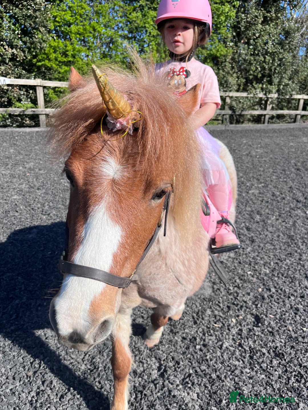 Welsh Section A horses for sale: Toni The Pony 10.3hh Mare 🦄 - Image 27
