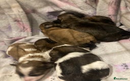 Shihpoo dogs for sale: Imperial Toy shihpoo puppies  - Image 4