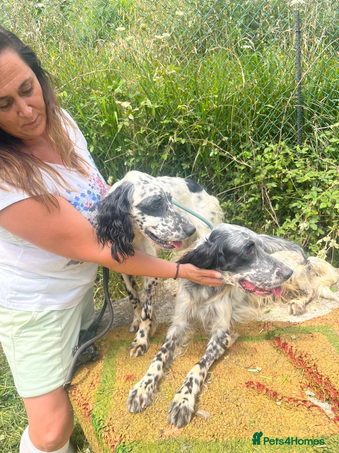 English Setter dogs for adoption: Floss - Image 8