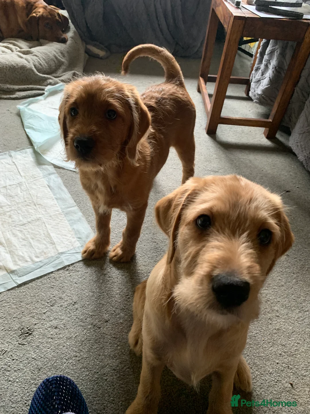 Labradoodle dogs for sale: Family labradoodle looking for a family home  - Advert 2