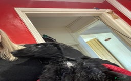 Aussiedoodle dogs for sale: Gorgeous Aussie Doodle Boy - Fully Vet Checked!  - Image 7
