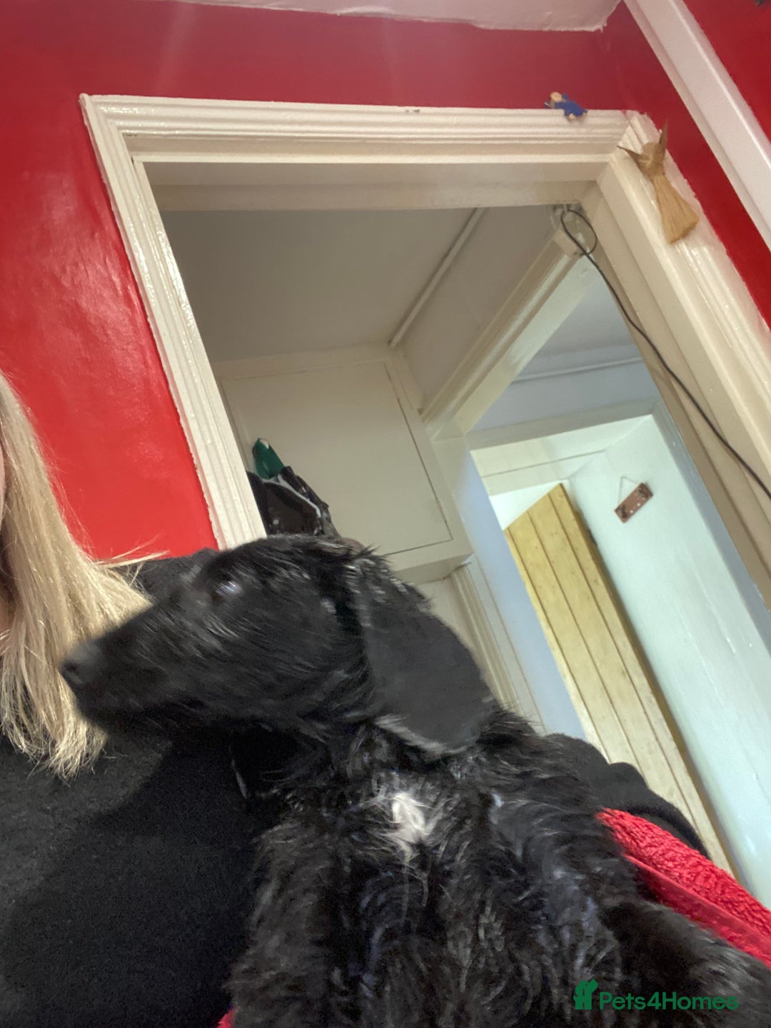 Aussiedoodle dogs for sale: Gorgeous Aussie Doodle Boy - Fully Vet Checked!  - Image 7