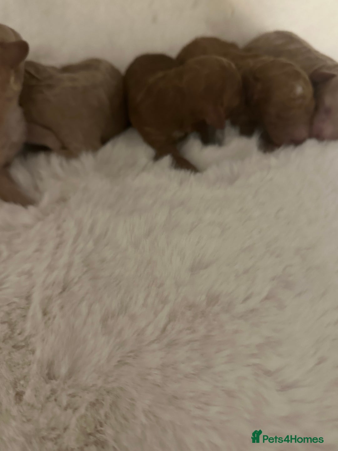 Cockapoo dogs for sale: Stunning litter of true miniature cockapoos ⭐️🐾🐾 - Advert 4