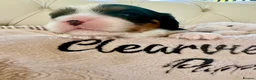 Cavalier King Charles Spaniel dogs for sale: Clearviews Classic Cavalier King Charles Spaniels - Advert 12