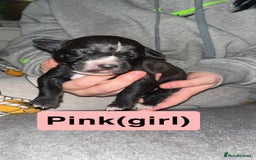 Mixed Breed dogs for sale: Dalmatian/Labrador cross staffy  - Image 9