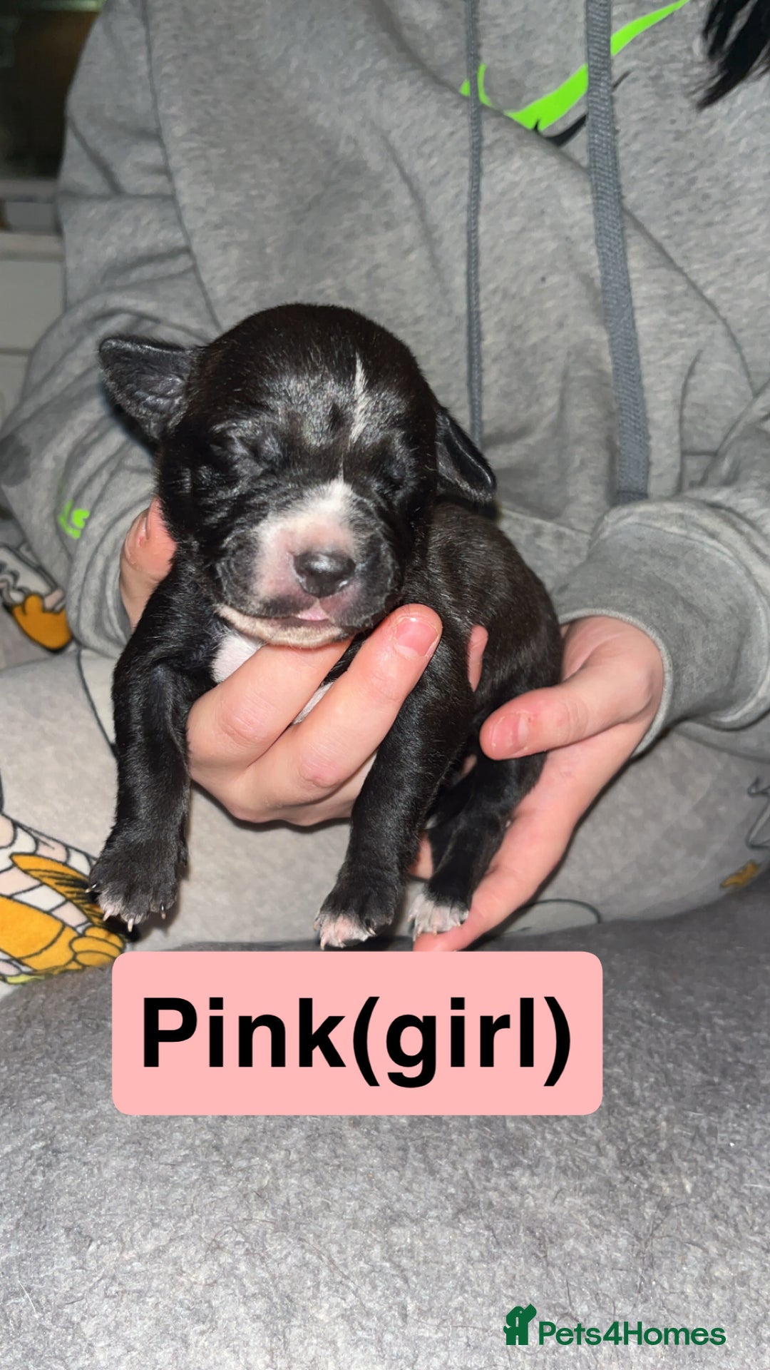 Mixed Breed dogs for sale: Dalmatian/Labrador cross staffy  - Image 9