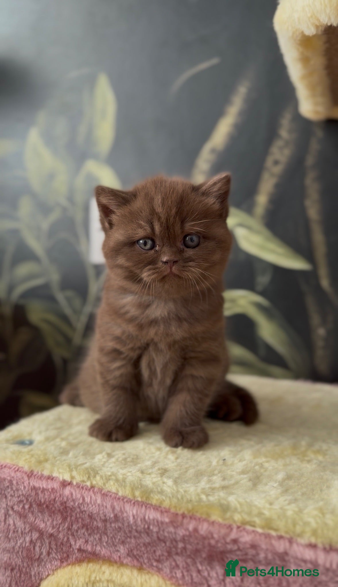 British Shorthair cats 🐾 GCCF 🤎 Kaya – beautiful Chocolate BSH - Advert 2