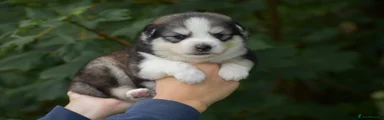 Pomsky 4