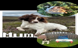 English Springer Spaniel dogs for sale: KC SPRINGER SPANIELS  - Image 11