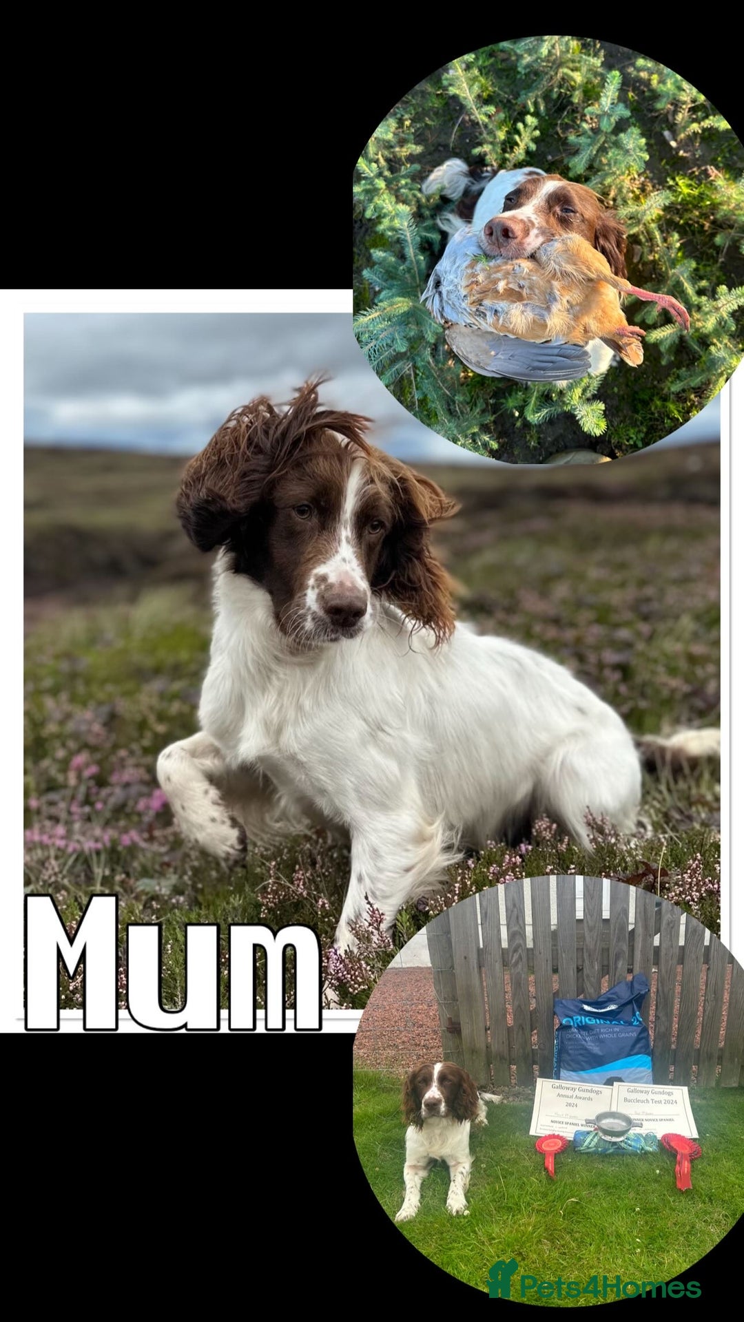 English Springer Spaniel dogs for sale: KC SPRINGER SPANIELS  - Image 11