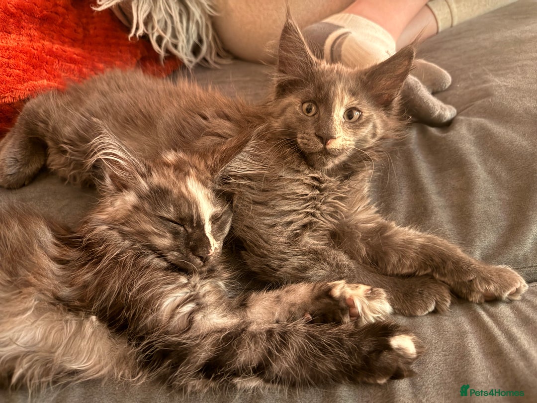 Maine Coon cats for sale: 6 remaining kittens - Advert 18
