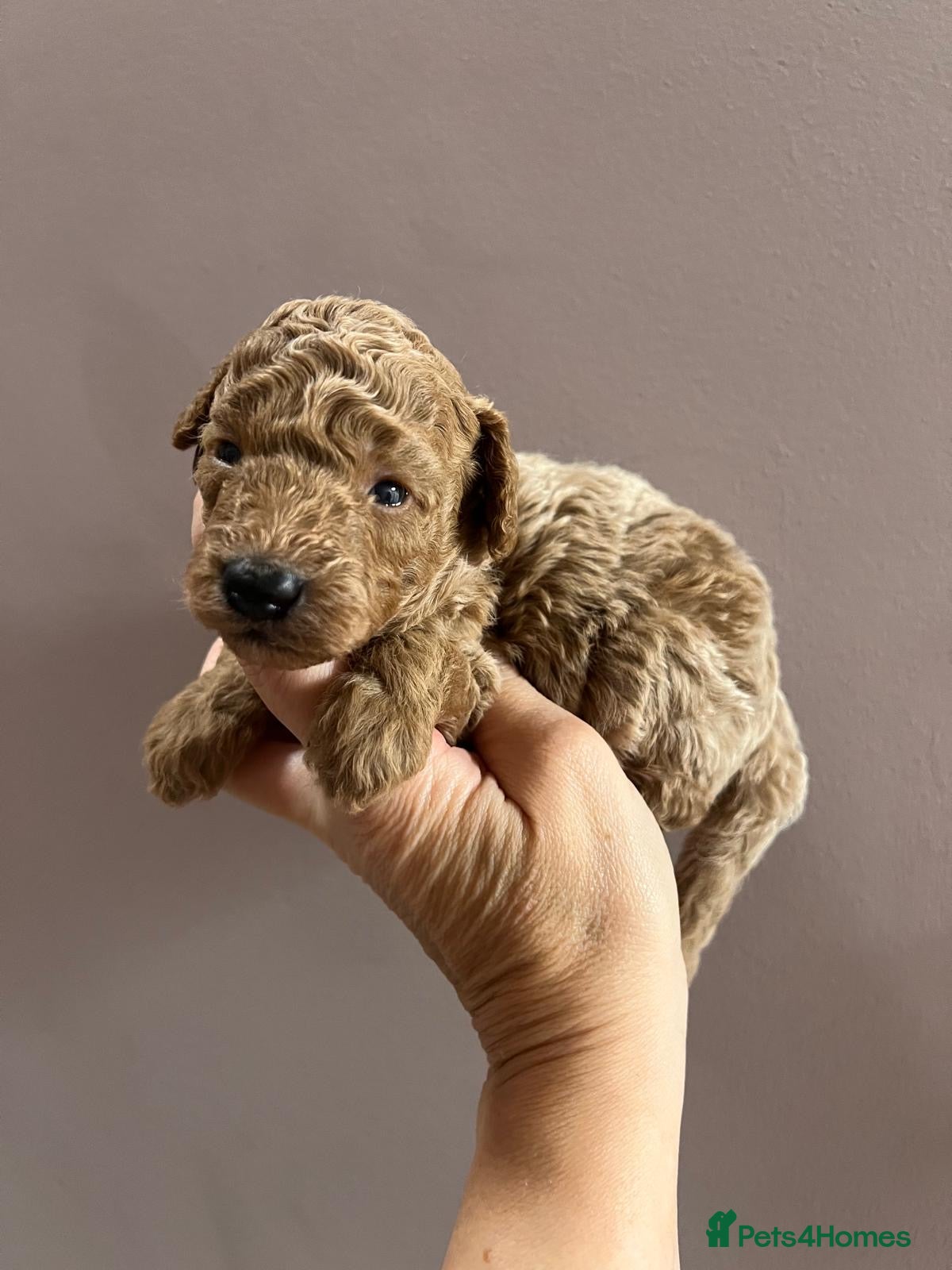 Toy Poodle dogs 🤎🐾 Gorgeous boy puppy available  🤎🐾 - Advert 15