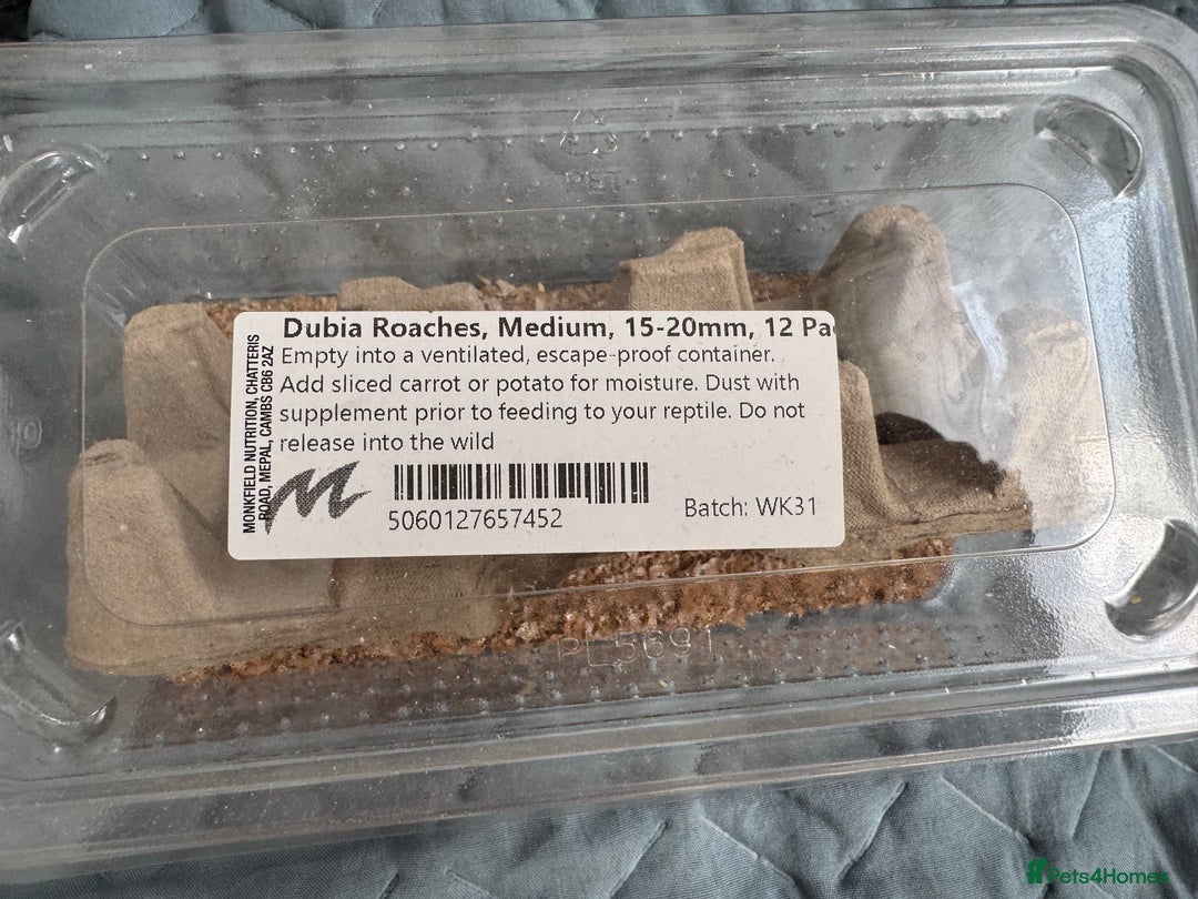 Tarantulas invertebrates for sale: Tarantula with setup, food and tweezers - Image 3