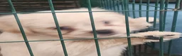 Mixed Breed dogs for sale: 1 cutest female ever and 1 x best male  - Advert 2