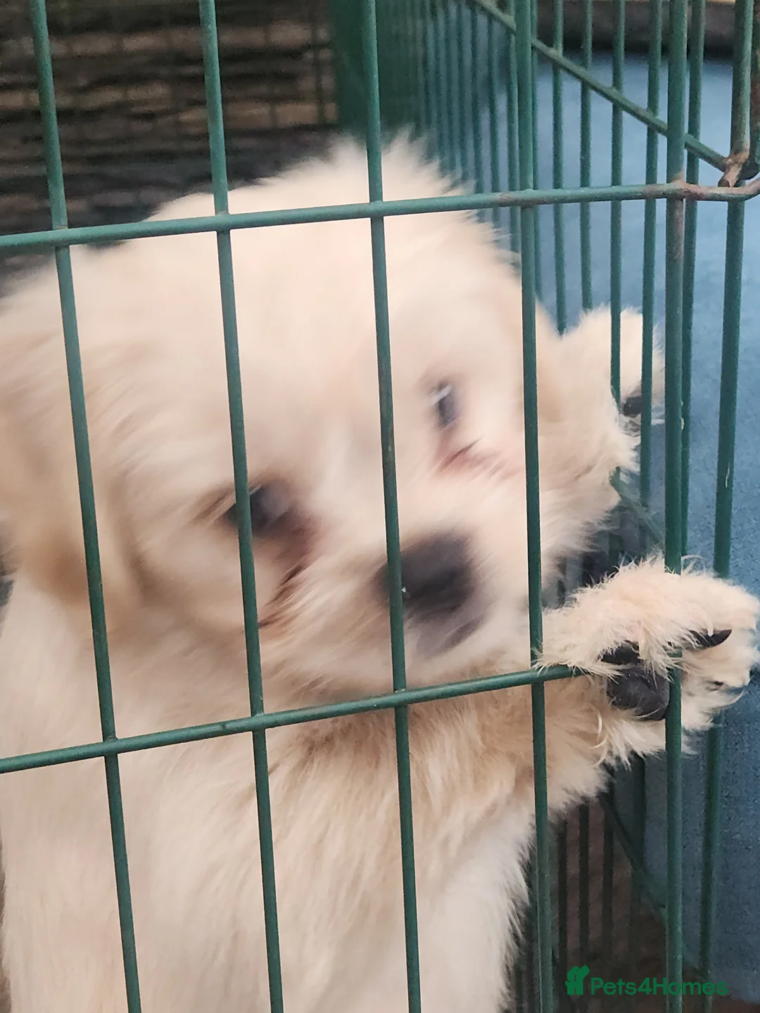 Mixed Breed dogs for sale: 1 cutest female ever and 1 x best male  - Advert 2