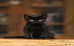 Maine Coon cats for sale: Beautiful Maine Coon X Kittens - Image 13