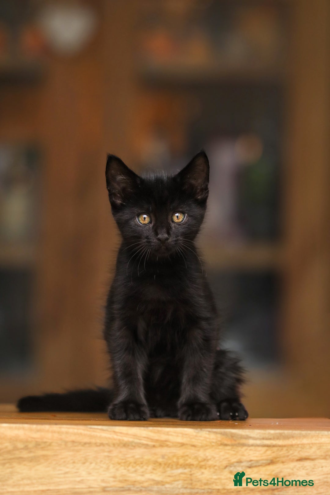 Maine Coon cats for sale: Beautiful Maine Coon X Kittens - Image 13