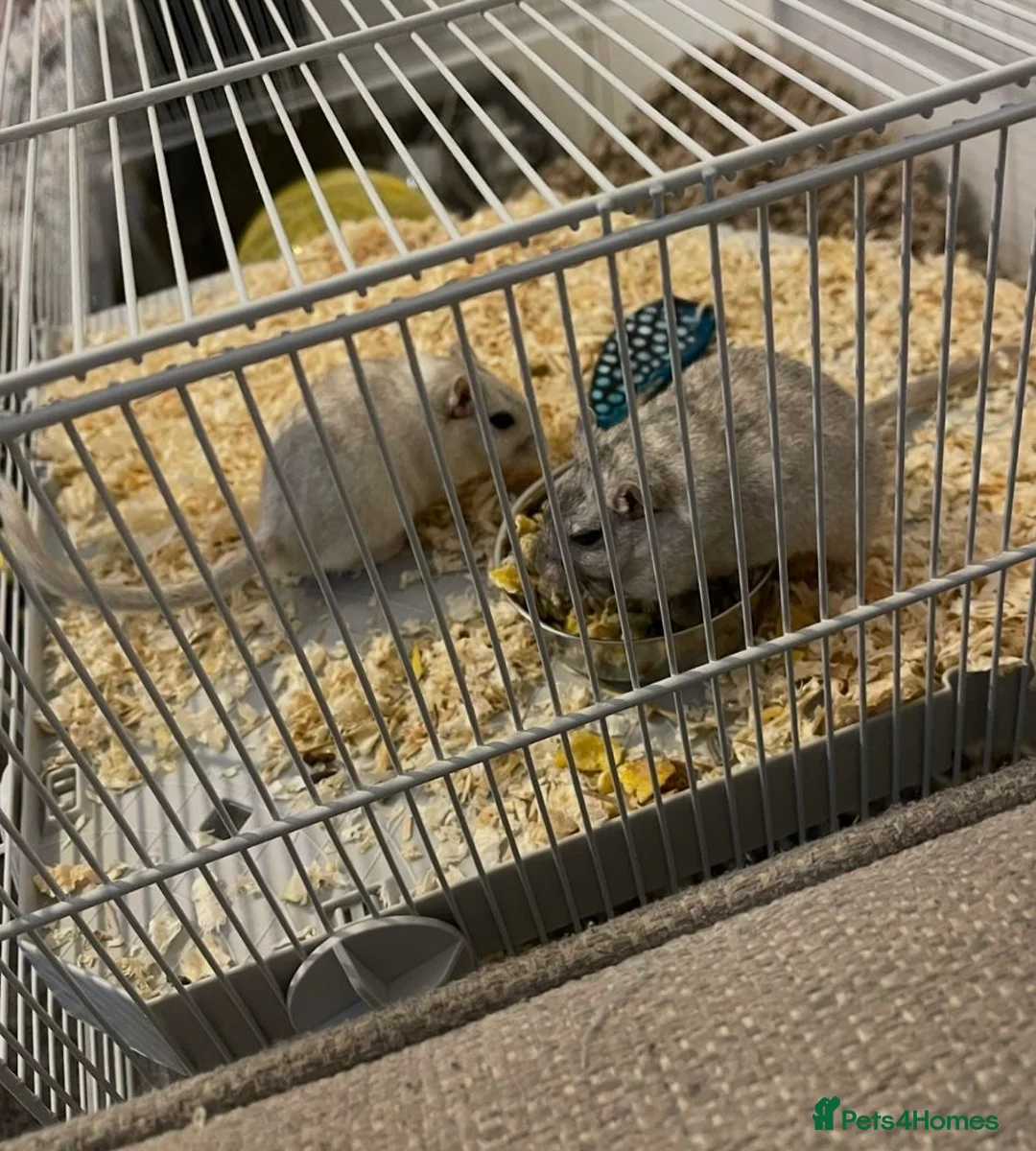 Gerbil rodents for sale: Two Gorgeous Gerbils in Gosport - Advert 1