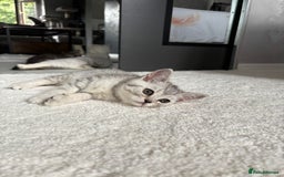 Scottish Fold cats for sale: Scottish fold kittens ready to find new homes - Image 2