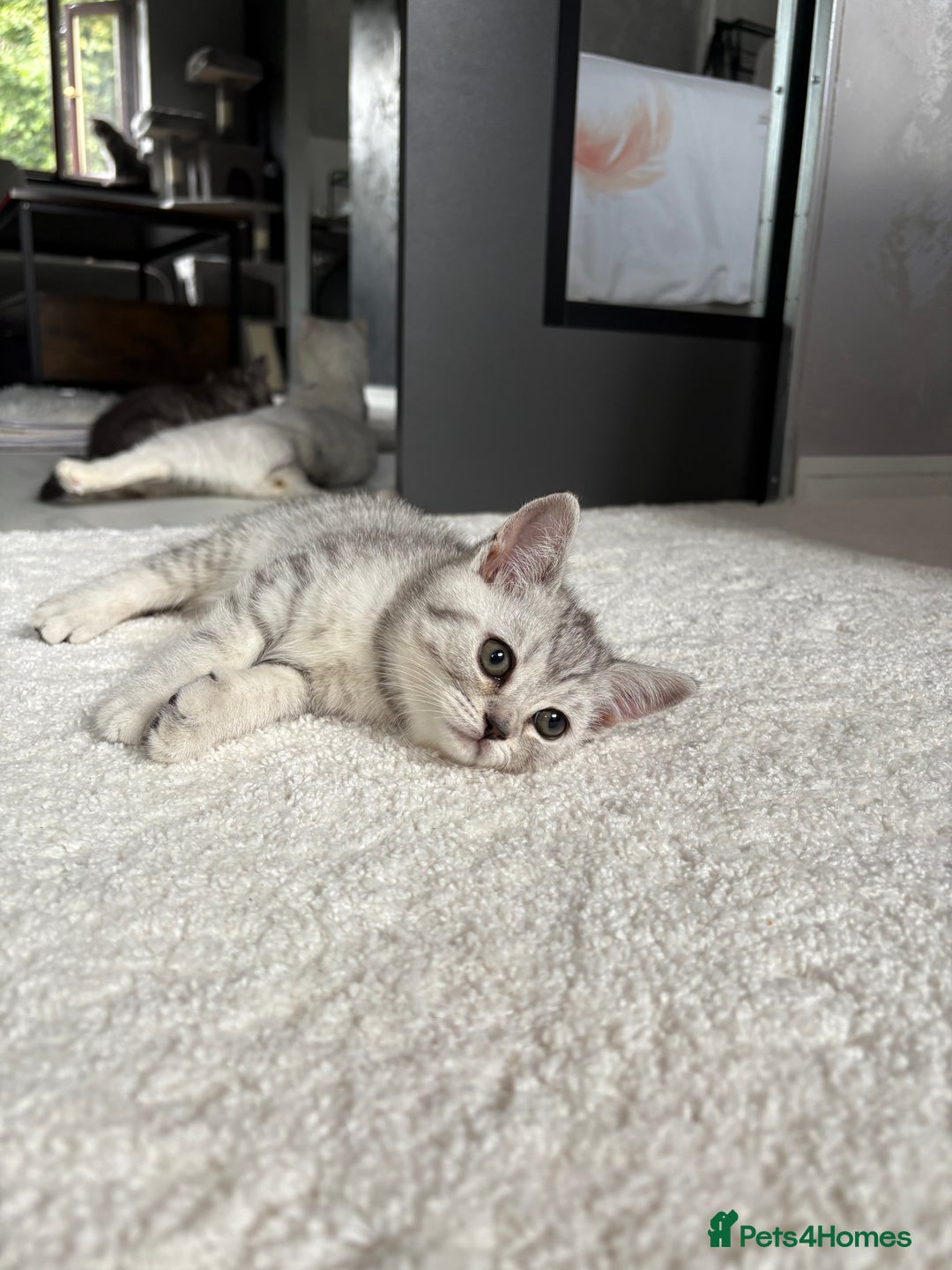 Scottish Fold cats for sale: Scottish fold kittens ready to find new homes - Image 2