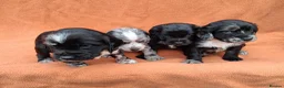 Cocker Spaniel dogs for sale: Gorgeous cocker spaniel puppies  - Advert 2