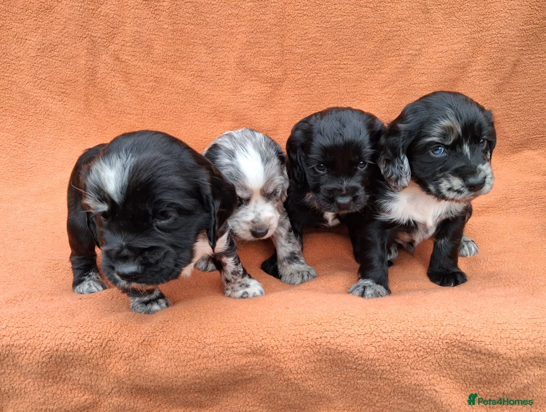Cocker Spaniel dogs for sale: Gorgeous cocker spaniel puppies  - Advert 2