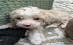 Poochon dogs for sale: F1 poochon puppies   - Image 10