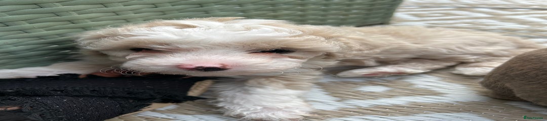 Poochon Puppy 1