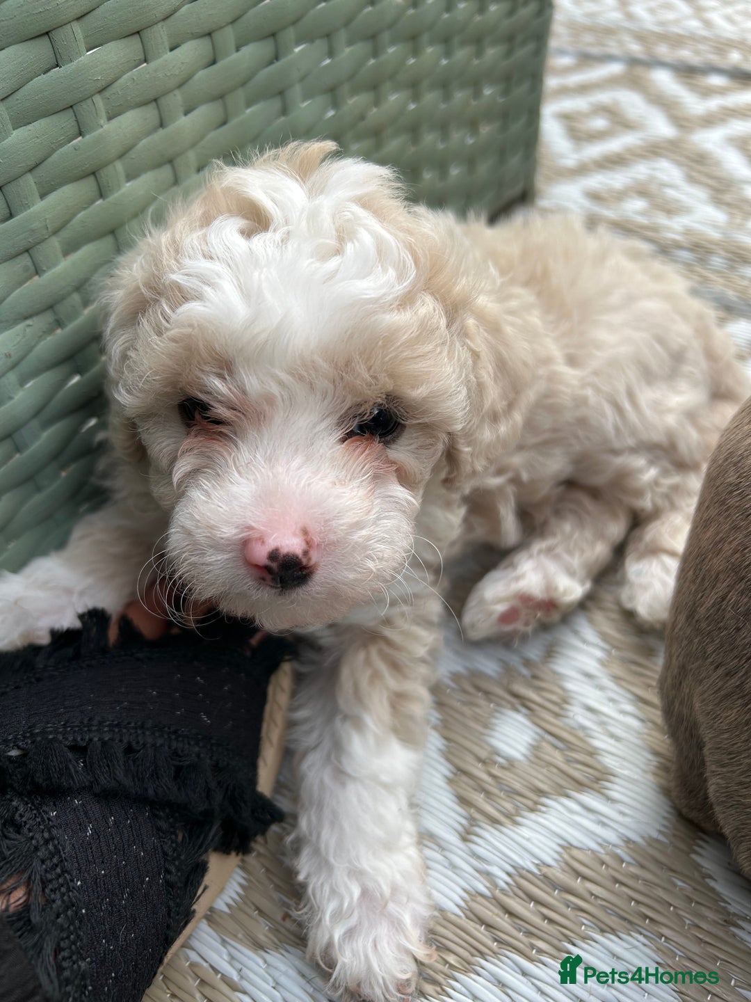 Poochon dogs for sale: F1 poochon puppies   - Image 10