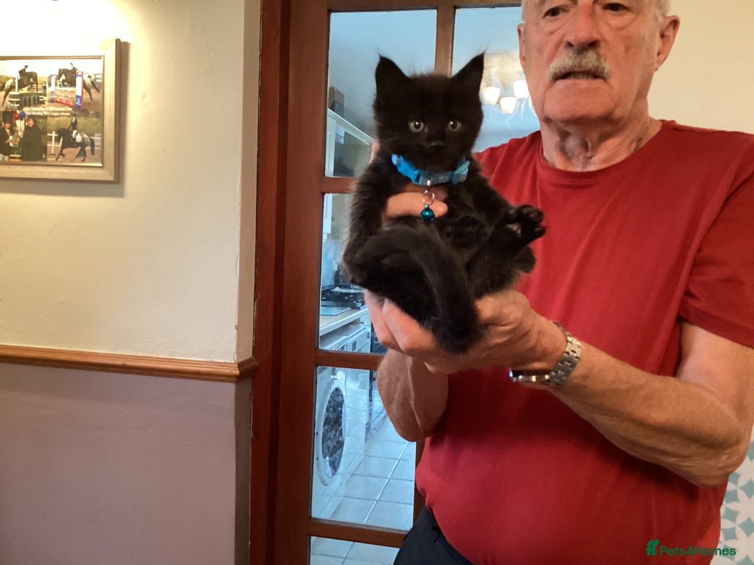 Ragdoll cats for sale: Beautiful Maine Coon, Tabby Cross kittens - Image 14
