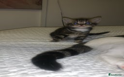 British Longhair cats for sale: 3 tabby kittens - Image 2