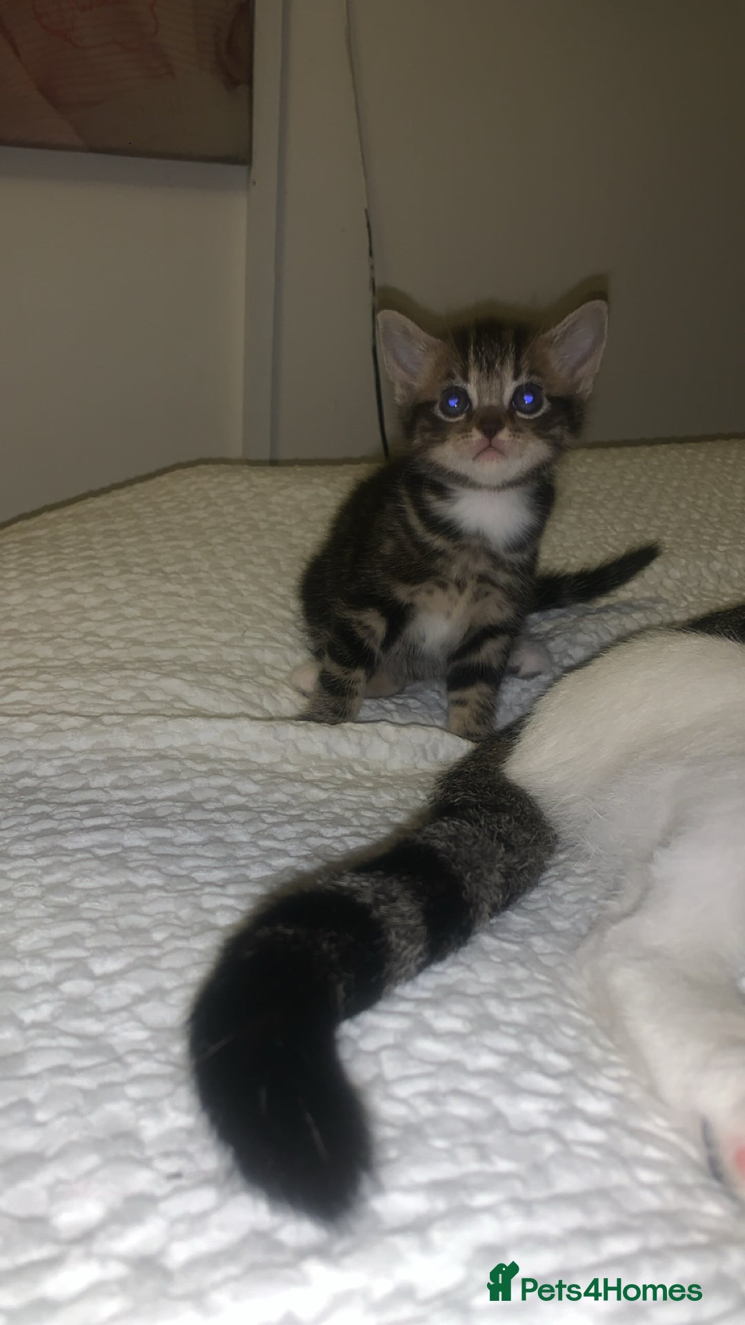 British Longhair cats for sale: 3 tabby kittens - Image 2